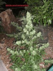 Hybride iced grapefruit x zamal