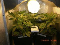 CIMG1666