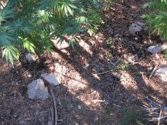 mulch 1
