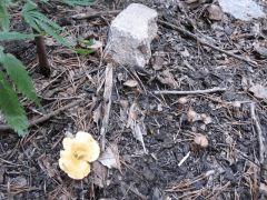 mulch 2