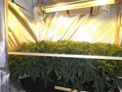 Critical Kush Barney's Farm