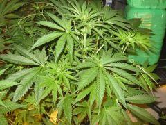 IMG 4786