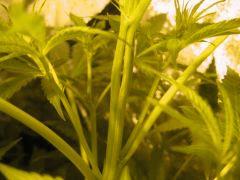 IMG 4672