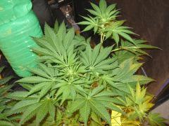 IMG 4770