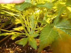 IMG 4526