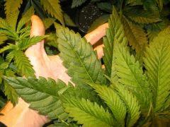 IMG 4456