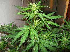 IMG 4774