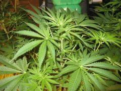IMG 4777