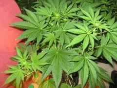 IMG 4776