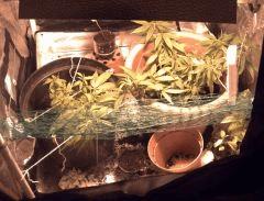 SCROG