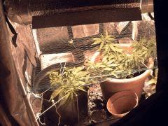 SCROG