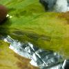 Afgan Haze Feuille 3