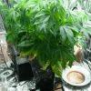 White Widow 3