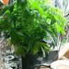 White Widow 9