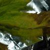 Afgan Haze Feuille 2
