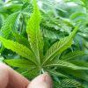 Afgan Haze dessous feuille