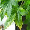 White Widow Feuille 1