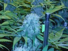 Skunk F+50