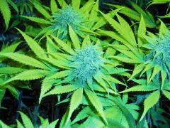 White widow F+47