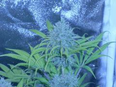 Skunk 2 F+57