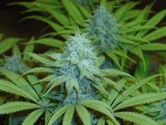 Power Plant F+40