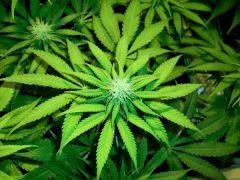 F+23 : Skunk #1