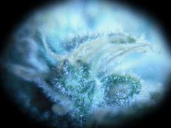 Macro F+47