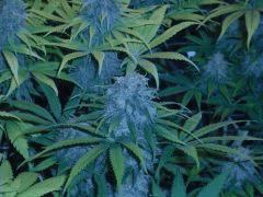 Skunk 1 F+57