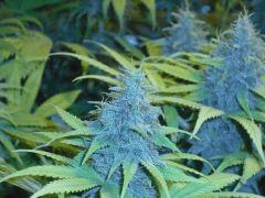White widow F+57