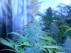 White widow F+50