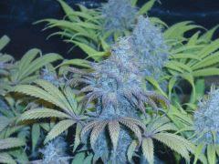 Power plant F+57
