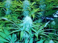 Skunk F+34