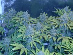 Power Plant F+50