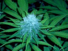 Skunk F+38