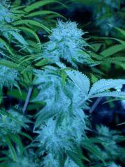 Skunk F+47