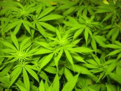 Futur bud (Skunk)