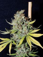 Agent Orange (TGA Subcool)