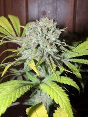 Respect (Reggae Seeds)