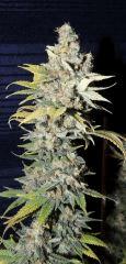 Diesel (Dinafem)