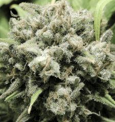Respect (Reggae Seeds)