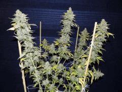 Diesel (Dinafem)
