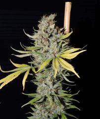 Agent Orange (TGA Subcool)