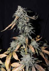Chem 4 x OTM (Mosca Seeds)