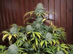 Respect (Reggae Seeds)
