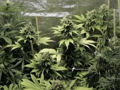 Diesel (Dinafem)