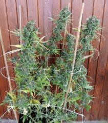 Mango Haze (Mr Nice)