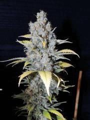 Diesel (Dinafem)