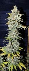 Diesel (Dinafem)