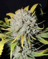 Respect (Reggae Seeds)
