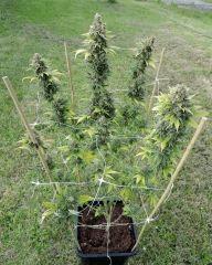 Diesel (Dinafem)